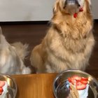 Where did the cake go???