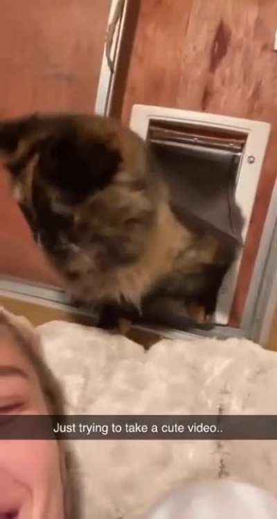 🐈‍⬛