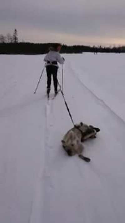 I’m a sled now