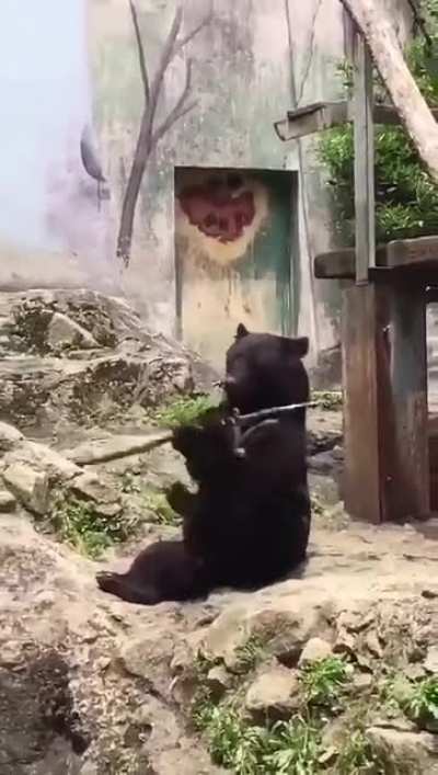 Just a ninja bear having fun