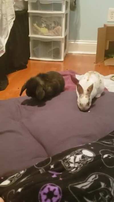 Meet Tucker and Padmé