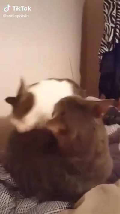 One final battle cry