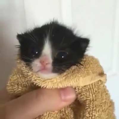 Meow