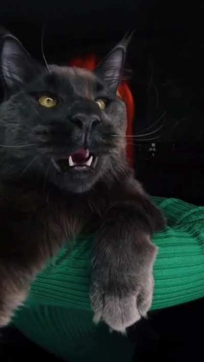 This absolute unit of cat