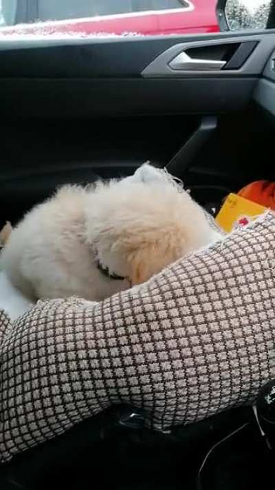 Cockapoo