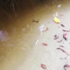 Focus on the mudskipper
