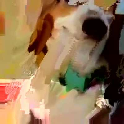 yolo dog