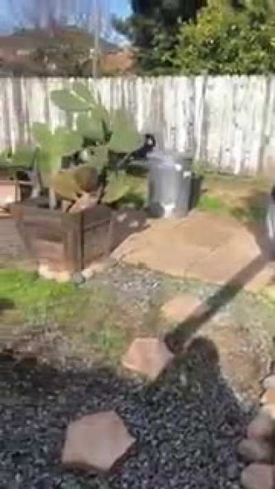 here is a video of my dog destroying a trump piñata. enjoy.