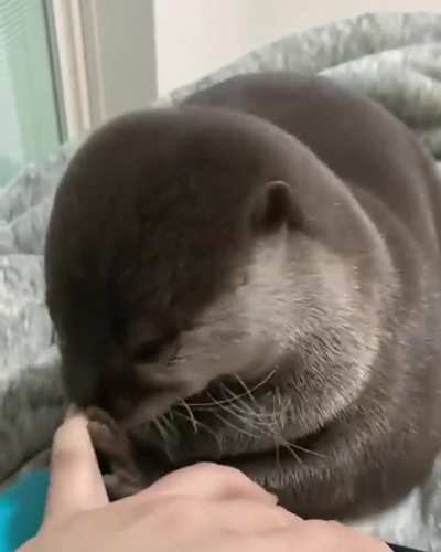 Выдр