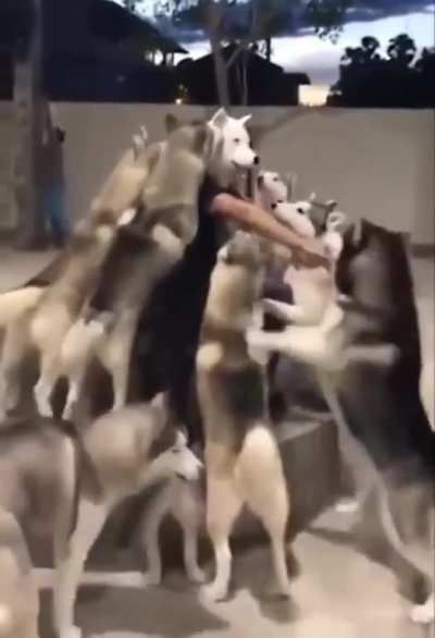 Dogs assassinate human spy