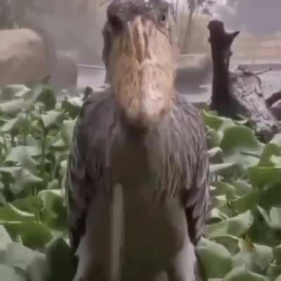 Balaeniceps
