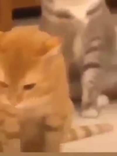 cat 💀