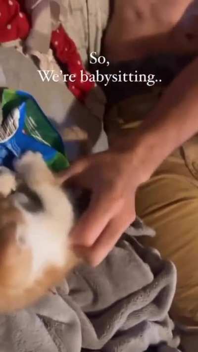 Fiesty kitten