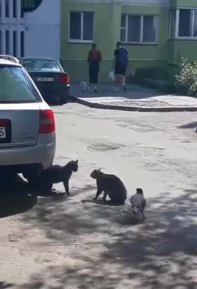 Just a bird escalating the situation