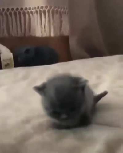 Cute kitty