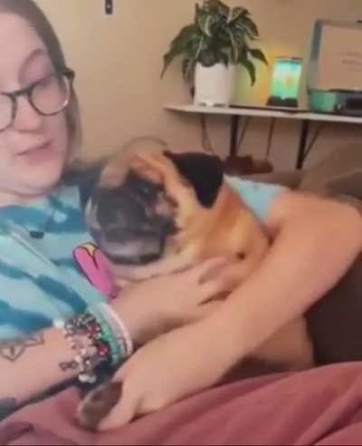 Pug Vs Nail Clippers