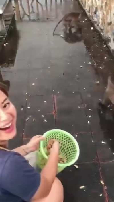This is the funniest animal video ever
