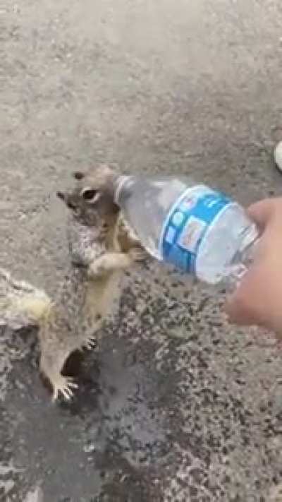 Squirrel asking for Water.