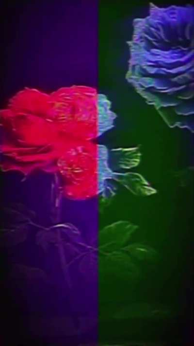 TeamSESH