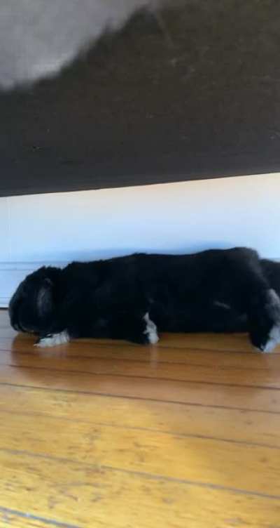Look at that little flop and tongue