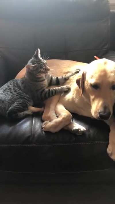 Making Dog Biscuits [credit: mindywoohou on imgur]