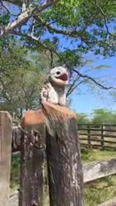 É um sinal de mal presságio quando um Urutau canta