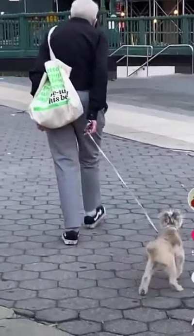 What's wrong with your dog?