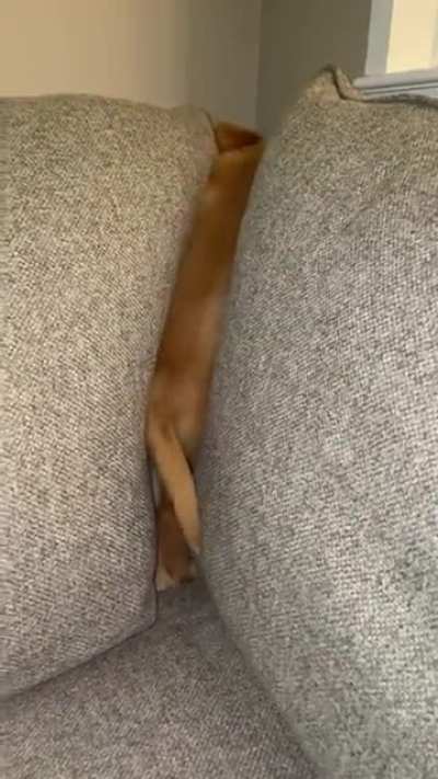 My dog broke