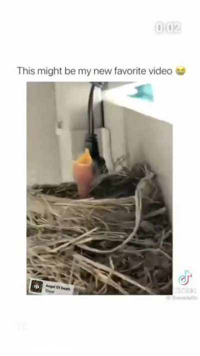 Nature is Metal