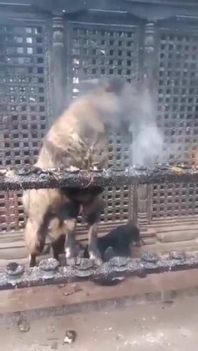 Goat In Nepal Temple