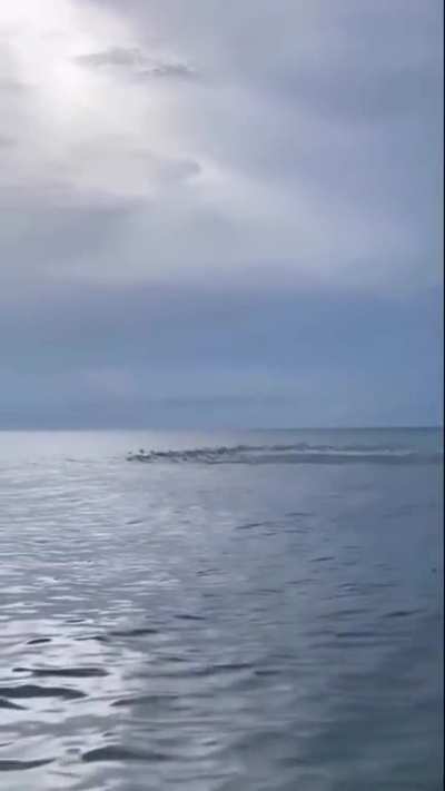 School of fish jumping through the ocean