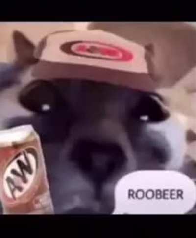 soda cats
