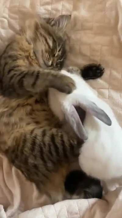 Too Dang Cute