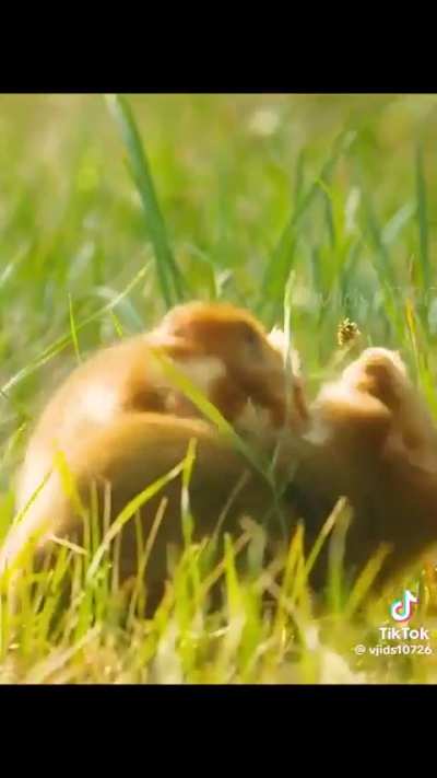 ||Large European Hamsters fight over a mate.