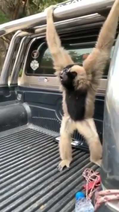 My New Car Alarm