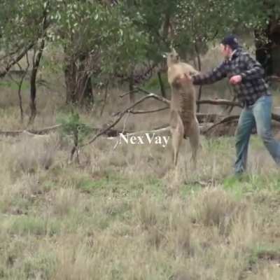 Man Slaps Kangaroo to save his dog
