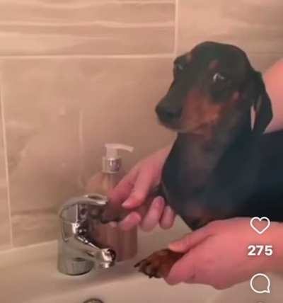 Why are you doing this to me? I hunt badgers 🦡 for god sake