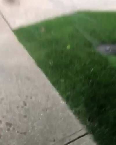 Gavin loves going for walks