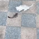 KiTTeN fORCEd To ubeR At No CHaRgE
