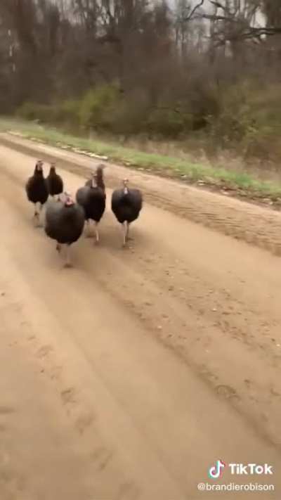 Thanksgiving is over and the turkeys are mad