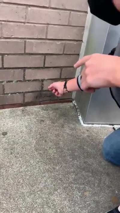 Big bug outside