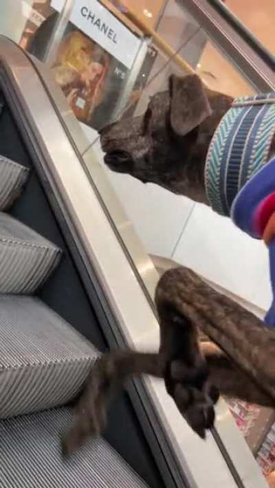 Took our boy for a swim up the escalator today!