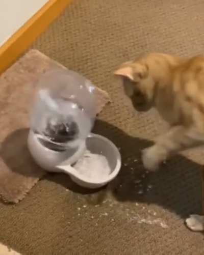 Thanks for the auto water dispenser. I love it!