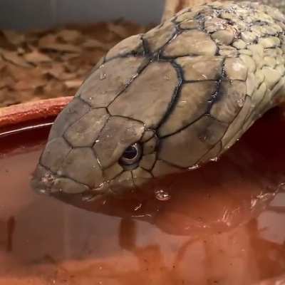 Thirsty boy!