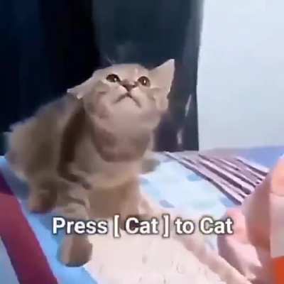 cat
