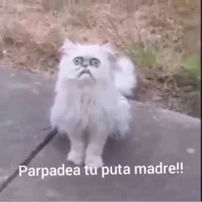 Pinche gato XD