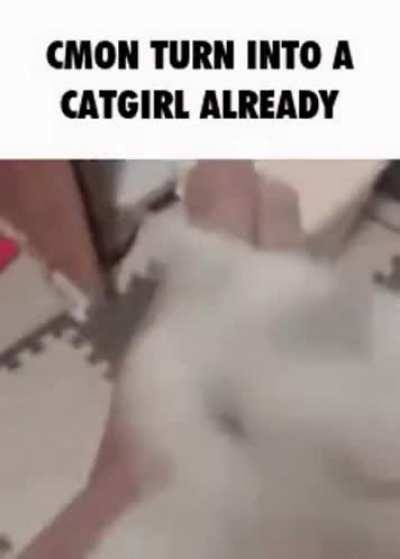 <catboy
