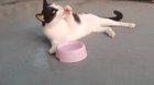 I swear he knows how to drink properly, he just thinks this is better