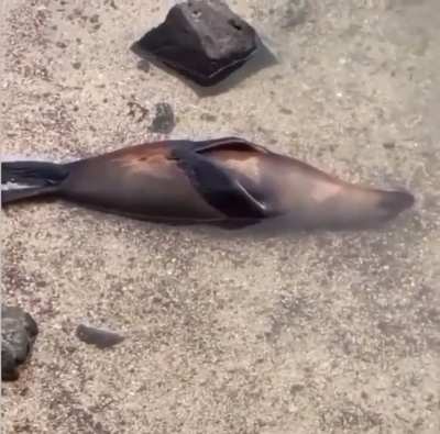 🔥 This seal has reached peak level of chill