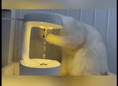 it really made cat confused how to drink water